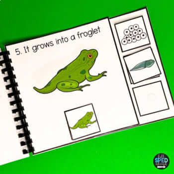 Life Cycle of a Frog Science Adaptive Book and Worksheet for Special Education - Image 3
